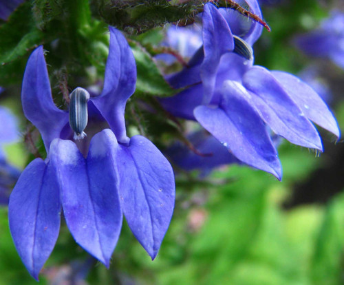 Great Blue Lobelia Organic Plant Seeds. Great Blue Lobelia is a flowering herbaceous perennial hardy in zones 4-9. This plant is known to be a powerful antispasmodic and stimulant to the respiratory system as well as usage in love spells and protection against magickal attack. The flowers are an excellent attractant to bees and butterflies.