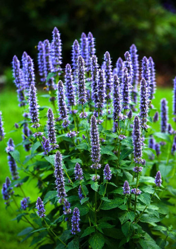 Hyssop, Official Organic Plant Seeds. Hyssop is a woody perennial evergreen that is hardy in zones 5-10 and is a classic in knot gardens and for low hedging. This plant has been used to treat sore throats, colds, and is believed to be beneficial for asthma. Additionally, it is an excellent addition to the witch's garden for purification, cleansing, protection, and blessings.