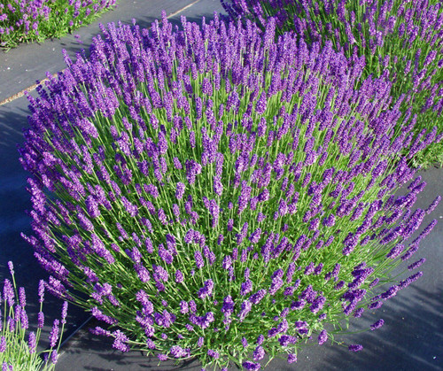 Lavender is a favorite perennial of many, and it is hardy in zones 4-9, this variety is a northern-hardy dwarf staring with blue flowers. Research supports the use of lavender for its calming, soothing effects, and culinary applications.