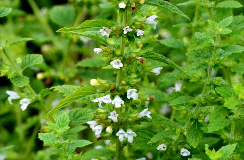 Lemon balm (also known as Melissa) is an evergreen herbaceous perennial hardy in zones 4-8 and is considered a classic herb for tea. This plant is known to help treat anxiety and insomnia while spiritually used in dream pillows, love magick, and improving emotional balance.