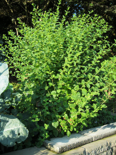 Lemon balm (also known as Melissa) is an evergreen herbaceous perennial hardy in zones 4-8 and is considered a classic herb for tea. This plant is known to help treat anxiety and insomnia while spiritually used in dream pillows, love magick, and improving emotional balance.