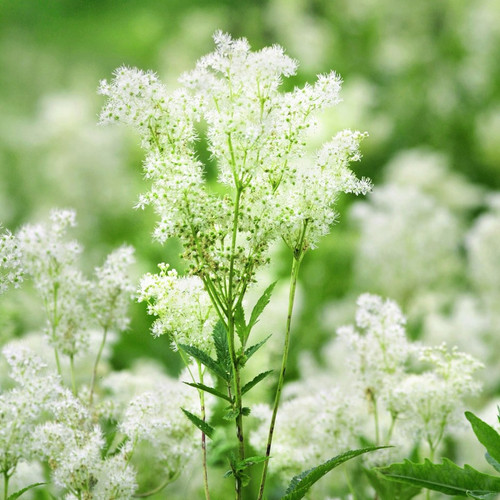 Meadowsweet is a herbaceous perennial hardy in zones 3-9, it is also called Queen of the Meadow for its crown of beautiful white flowers. This plant has been used to treat fever, stomach ulcers, headaches, and is used in magick for love, peace, and happiness.
 
 