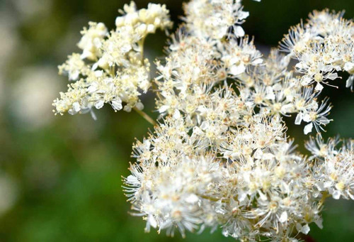 Meadowsweet is a herbaceous perennial hardy in zones 3-9, it is also called Queen of the Meadow for its crown of beautiful white flowers. This plant has been used to treat fever, stomach ulcers, headaches, and is used in magick for love, peace, and happiness.