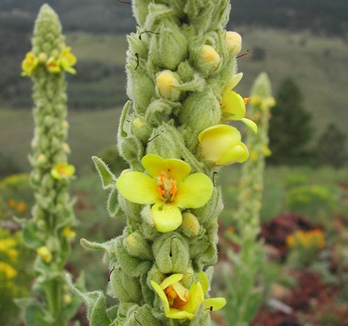 Mullein is a biennial, taking two years to complete its lifecycle, which is hardy to zones 3-8. This plant is excellent for using in dyes, sedative, soothing for lung irritation, prophetic dreams, and as a divination aid.