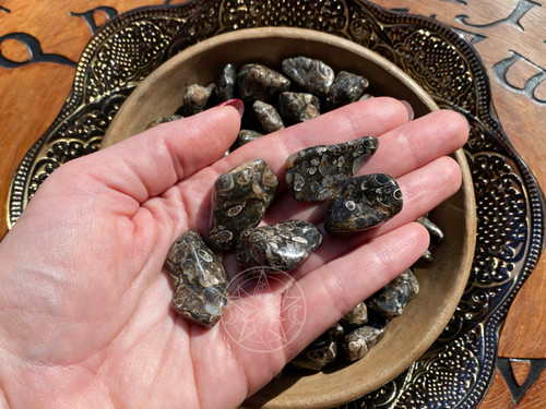 several turritella agate stones lie on an open palm with a wooden bowl of turritella agate inside a larger bronze bowl in the sunlight seen in the background
