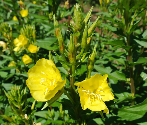 Evening Primrose Organic Seeds. Evening primrose is a biennial herb that is native to Europe and North America. This plant is hardy in zones 4 to 9 and is very drought tolerant. It has beautiful yellow flowers that open in the evening and close again by noon.
