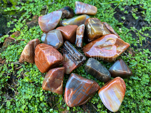several tumbled petrified wood crystals lie on a bed of greenery