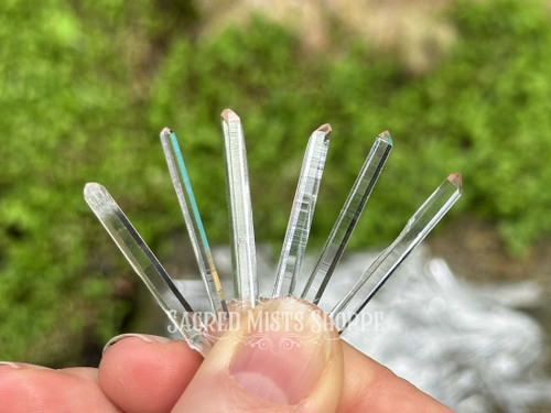 Six Singing Quartz crystals held between fingers with more in the background, clear quartz sound healing crystals for meditation and spiritual growth.