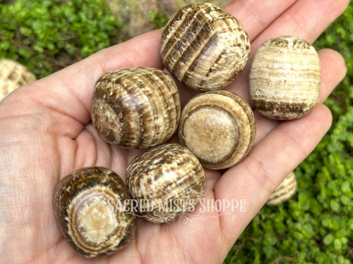 Polished brown aragonite crystals displayed on an open palm with greenery and rock in the background, illustrating natural texture and earthy tones. Polished brown aragonite crystals displayed on an open palm with greenery and rock in the background, illustrating natural texture and earthy tones.
