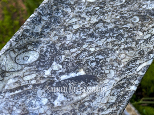 Macro close-up of Orthoceras fossil incense burner center section, showing detailed fossil structure and polished Moroccan stone surface.