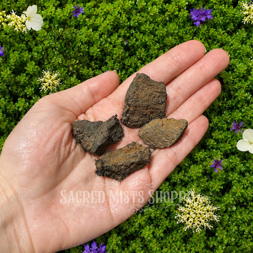 Four natural rough magnetite lodestones resting among green foliage and flowers, showing their varied natural shapes and dark textured surfaces. Approximately 1–2 inches. 