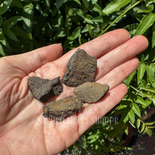Four small natural rough magnetite lodestones resting in a hand for scale, showing their varied shapes, dark earthy coloring, and naturally textured magnetic surfaces. Approximately 1–1.5 inches.