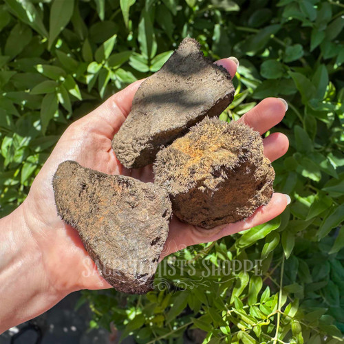 Three extra-large natural rough magnetite lodestones held in a hand for scale, showing substantial irregular forms, earthy coloration, and dense naturally textured magnetic surfaces. Approximately 2.3–3.5 inches.