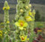 Mullein is a biennial, taking two years to complete its lifecycle, which is hardy to zones 3-8. This plant is excellent for using in dyes, sedative, soothing for lung irritation, prophetic dreams, and as a divination aid.