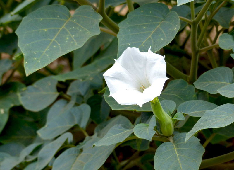 4,400+ Datura Flower Stock Photos, Pictures & Royalty-Free Images - iStock