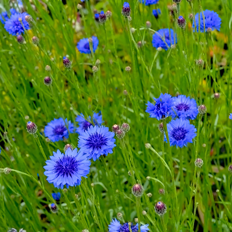 Cornflower, Dark Blue Organic Seeds Sacred Mists Shoppe