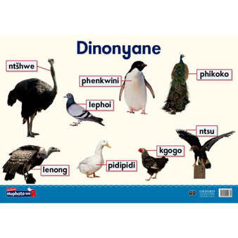 Oxford Kereiti ya R Phousetara 16 - ISBN 9780190410834