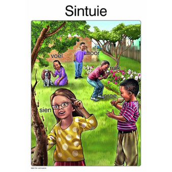 Sintuie - ISBN 9781431040438