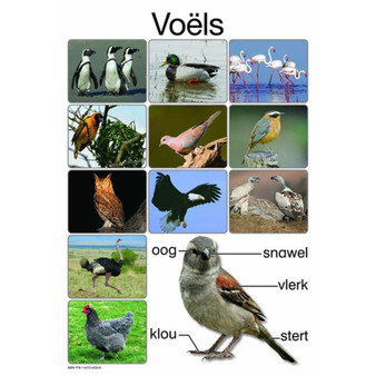 Voã‹Ls - ISBN 9781431040506
