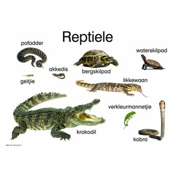 Reptiele - ISBN 9781431040513