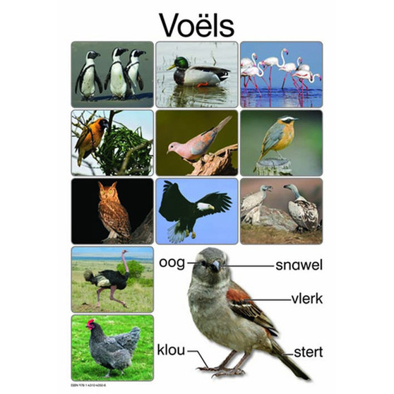 Voã‹Ls - ISBN 9781431040506