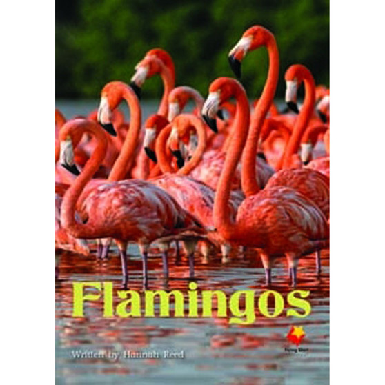 Flying Start Flamingos L16 - ISBN 9781743209073