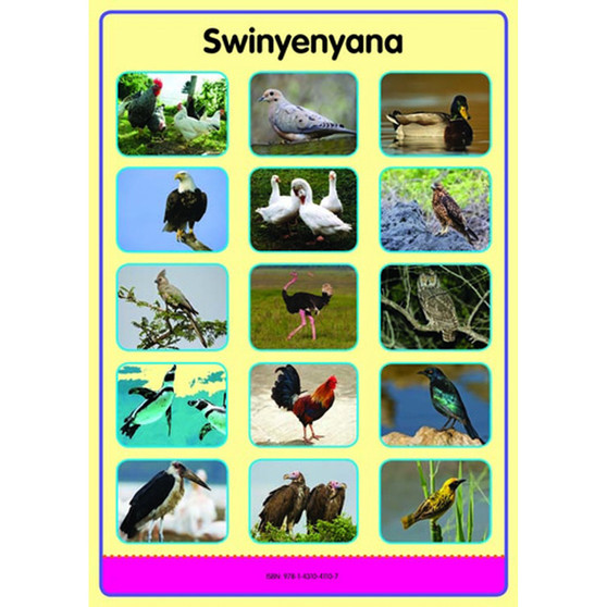 Tinhlamula Ta Hinkwaswo Xitsonga Giredi R Poster: Swikokovi - ISBN 9781431041114