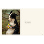 Dog Only Knows: The Dog Portraits of Alison Friend - ISBN 9781648294785 - inside pages 5