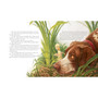 Classic Storybook Fables: Including "Beauty and the Beast" and Other Favorites - ISBN 9781579657048 - inside pages 3