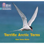 Big Cat Phonics for Little Wandle Letters and Sounds Revised - Terrific Arctic Terns: Phase 3 Set 2 - ISBN 9780008540746