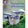Big Cat Phonics for Little Wandle Letters and Sounds Revised - The Secret Life of Mushrooms: Phase 5 Set 4 Stretch and challenge - ISBN 9780008539344