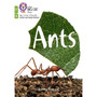 Big Cat Phonics for Little Wandle Letters and Sounds Revised – Age 7+ - Ants: Phase 4 Set 2 - ISBN 9780008551889