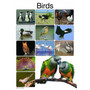 Birds - ISBN 9781431040308