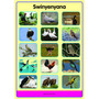 Tinhlamula Ta Hinkwaswo Xitsonga Giredi R Poster: Swikokovi - ISBN 9781431041114