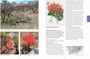 Field Guide to the Amaryllis Family of Southern Africa & Surrounding Territories - ISBN 9780620885911 (inside pages 3)