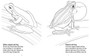 African Reptiles & Frogs to Read, Colour & Keep - ISBN 9781431700165 (inside pages 1)