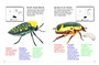 My First Book of Southern African Insects - ISBN 9781770072138 (inside pages 2)