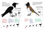 My First Book of Southern African Birds (4th edition) - ISBN 9781770072831 (inside pages 1)