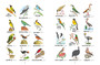 African Birds to Read, Colour & Keep - ISBN 9781770075153 (inside pages 2)