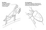 African Insects to Read, Colour & Keep - ISBN 9781770077348 (inside pages 1)