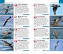 Pocket Guide Birds of Southern Africa - ISBN 9781770077690 (inside pages 2)