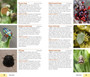 Pocket Guide Insects of East Africa - ISBN 9781770078949 (inside pages 1)