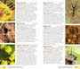Pocket Guide Insects of East Africa - ISBN 9781770078949 (inside pages 2)