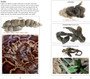 Scatalog: Quick ID Guide to Southern African Animal Droppings - ISBN 9781770079557 (inside pages 4)