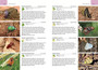 Wildlife of Botswana: A Photographic Guide - ISBN 9781775841098 (inside pages 8)