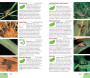 Pocket Guide to Insects of South Africa - ISBN 9781775841951 (inside pages 3)