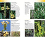 Wild Flowers of Kenya and Northern Tanzania - ISBN 9781775842453 (inside pages 3)