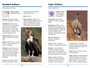 Sasol First Field Guide to Birds of Prey of Southern Africa - ISBN 9781775843832 (inside pages 2)
