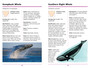 Sasol First Field Guide to Sharks, Whales and Dolphins of Southern Africa - ISBN 9781775843863 (inside pages 2)