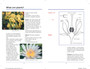 Sasol First Field Guide to Wild Flowers of Southern Africa - ISBN 9781775843924 (inside pages 3)